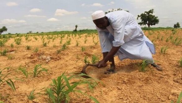 Nigeria emergencia escasez alimentos