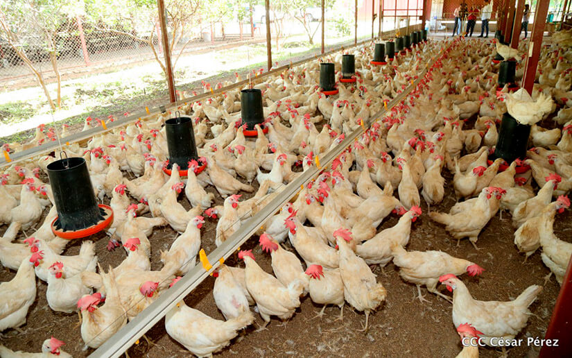 produccion avicola, nicaragua, pollos,