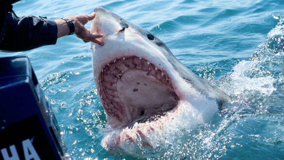 Tiburones blancos aparecer costas