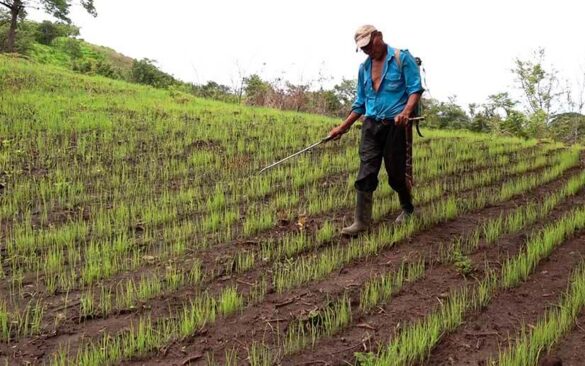 Trabajadores campo producción agrícola