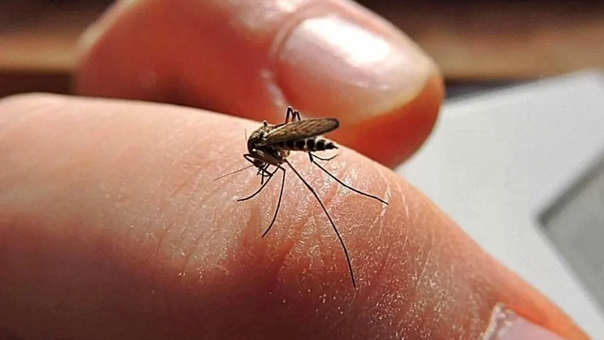 dengue aumentan calentamiento global