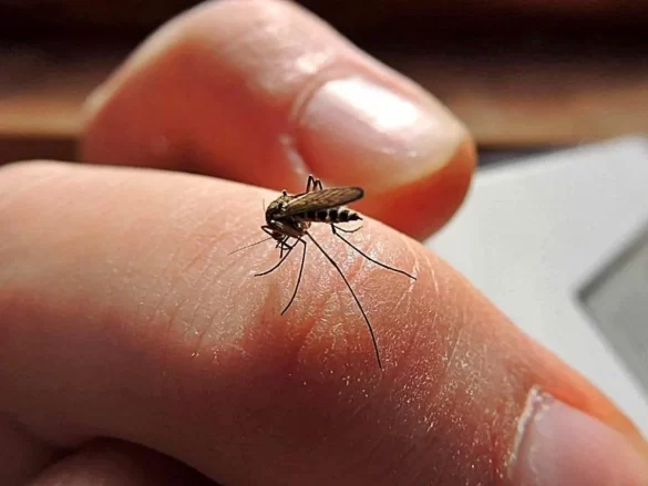 dengue aumentan calentamiento global