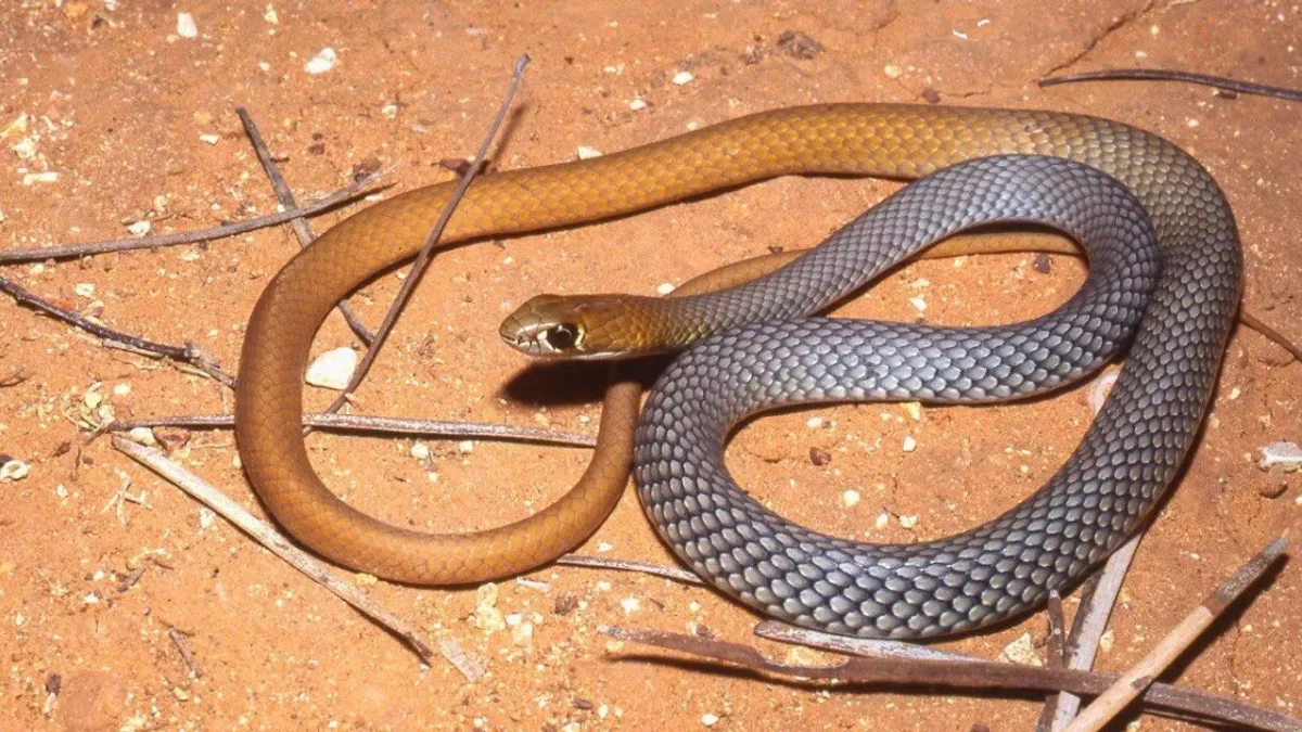 australia, serpiente venenosa, serpiente,