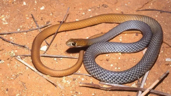 australia, serpiente venenosa, serpiente,