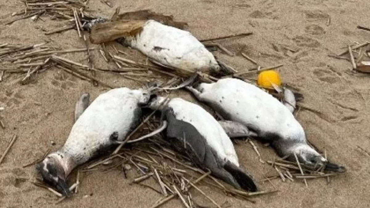 pinguinos, uruguay, pinguinos muertos,