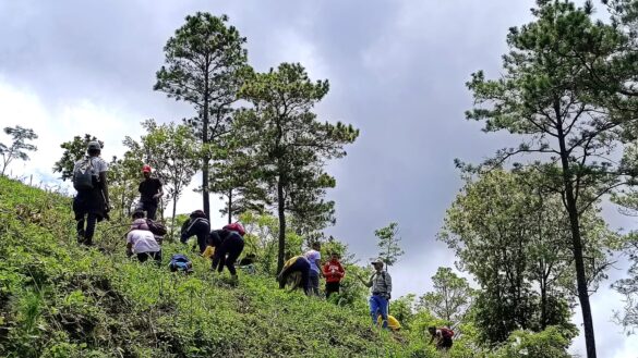 reforestacion, dipilto, jalapa,