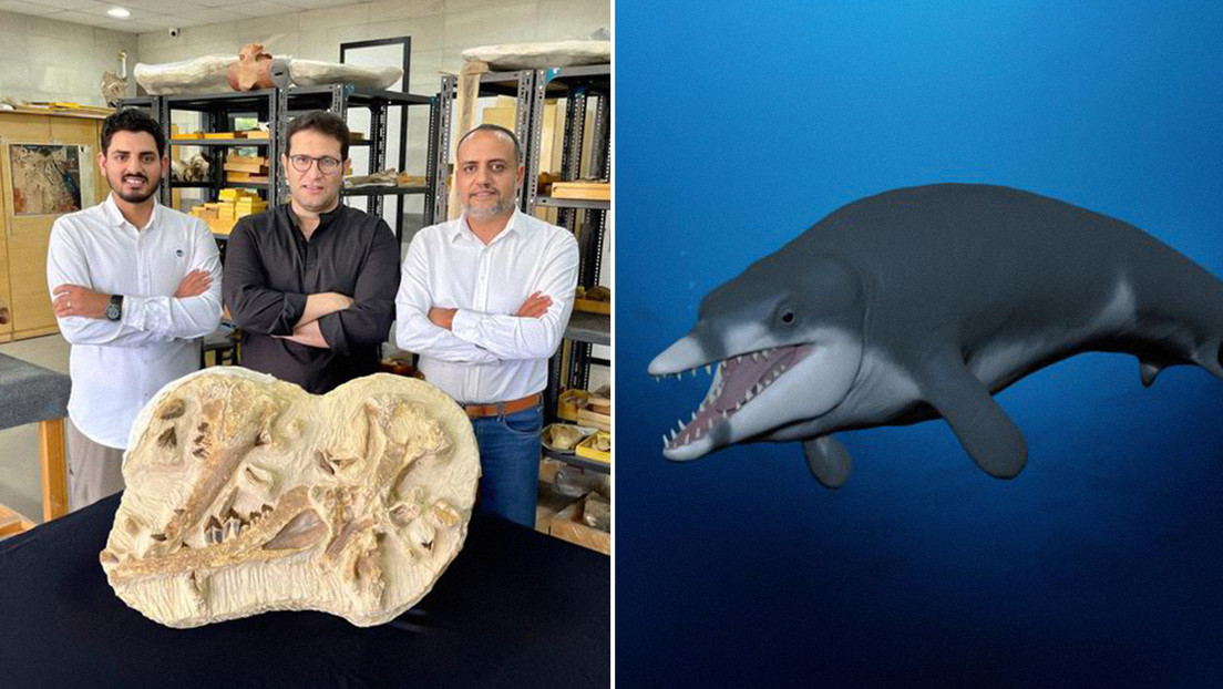 Descubren-ballena-extinta-Egipto