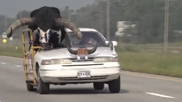 Detienen-hombre-toro-copiloto