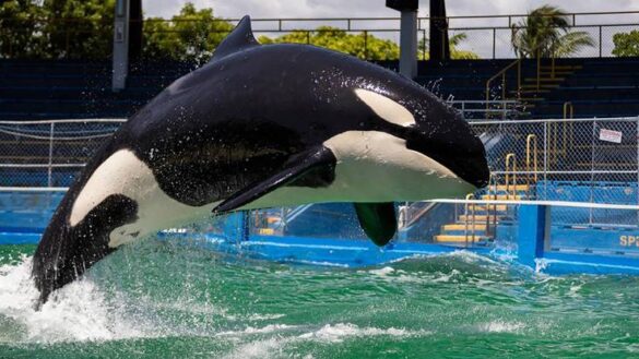 Muere-orca-Lolita-cautiverio