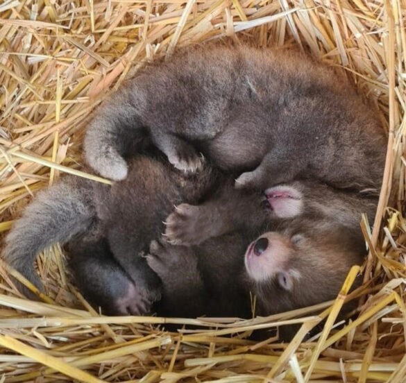 Nacen-gemelos-pandas-rojos