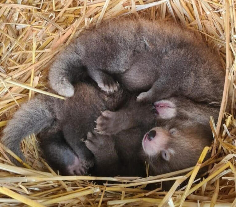 Nacen en Reino Unido gemelos de pandas rojos en peligro de extinción