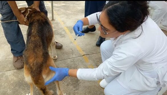 jornada-vacunacion-canina-Carazo