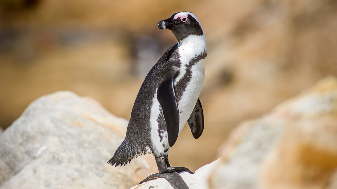 pinguinos africanos, medio ambiente, naturaleza,