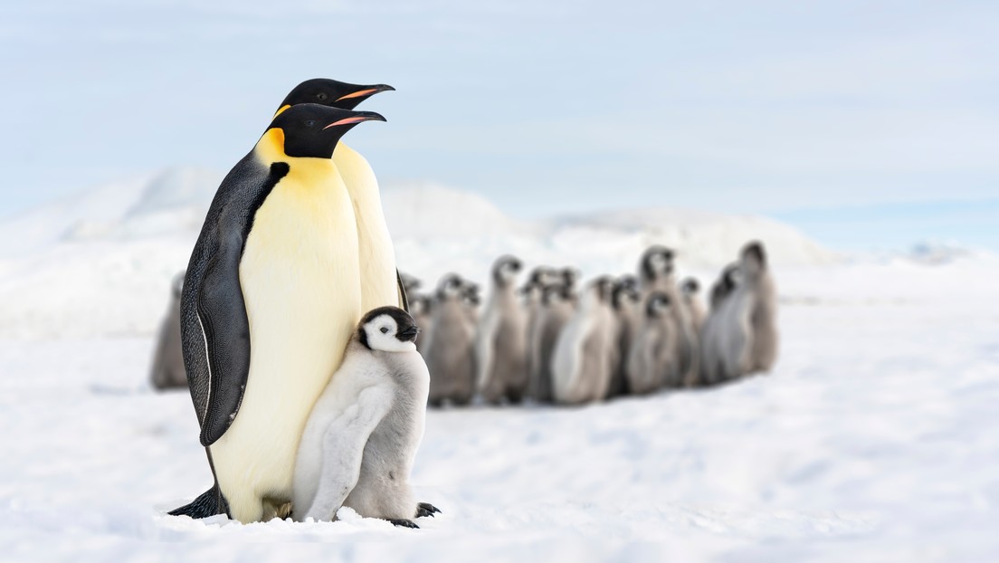 pinguinos, antartida, pinguino emperador,