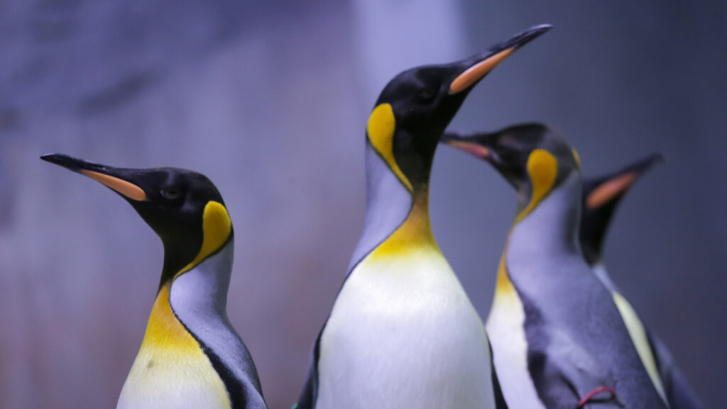 pinguinos, antartida, pinguino emperador,