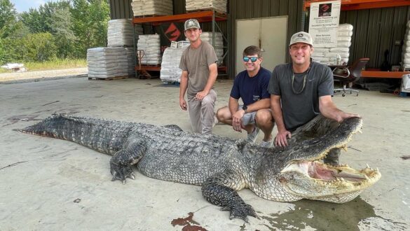 Capturan-caiman-grande-misisipi