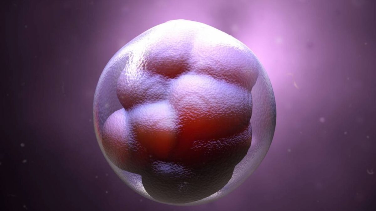 Crean embriones espermatozoides úteros