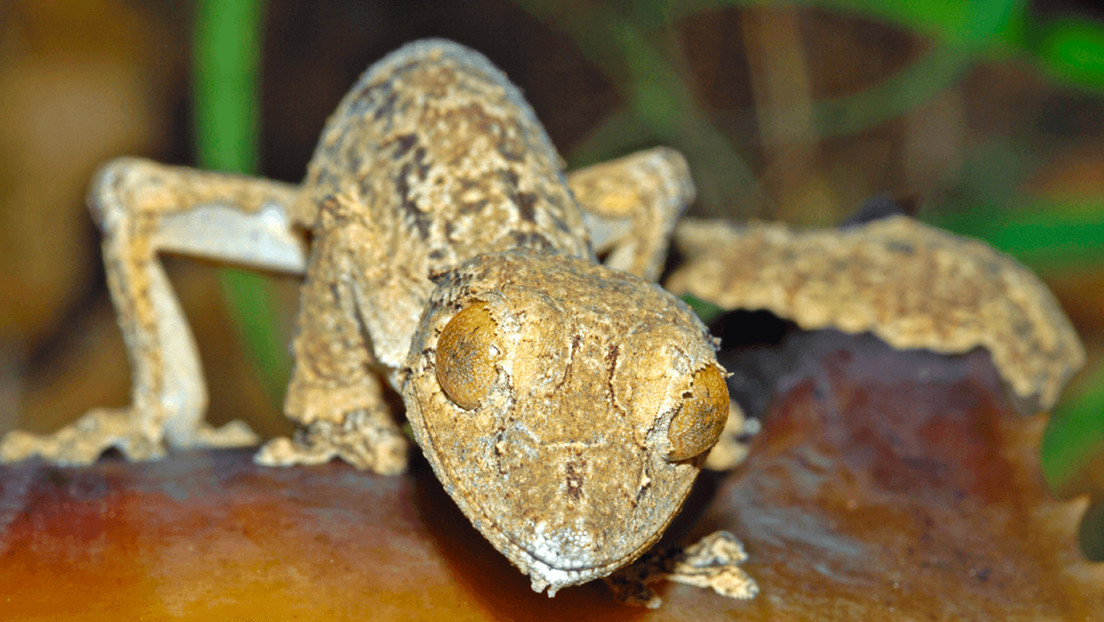 Descubren-especie-reptil-Madagascar