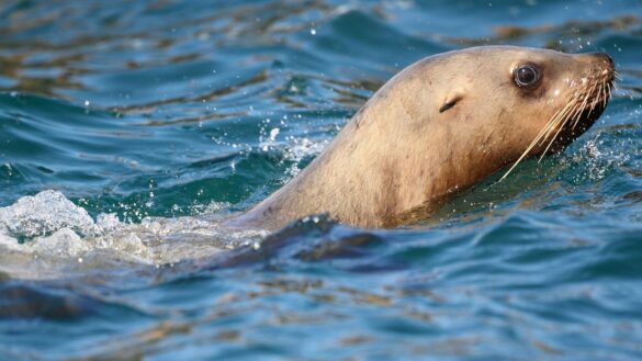 Foca-ataca-varias-personas-playa