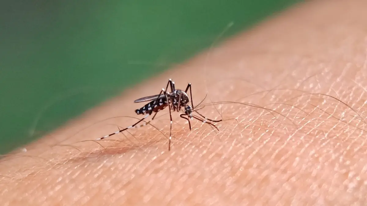 Jamaica-declara-brote-dengue