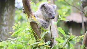 Koala-arruina-vivero-danos