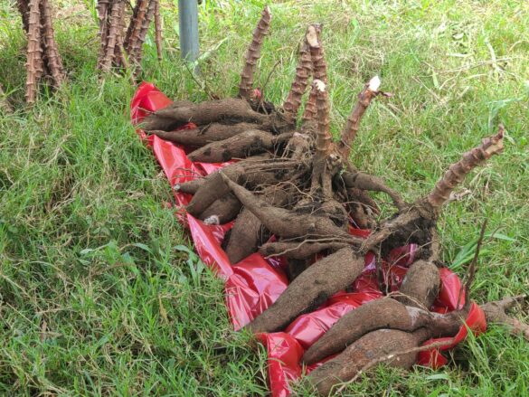 Pequeños productores incrementan cosecha