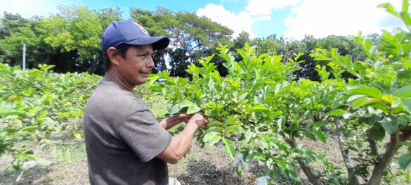 Agricultores aprenden técnicas producción