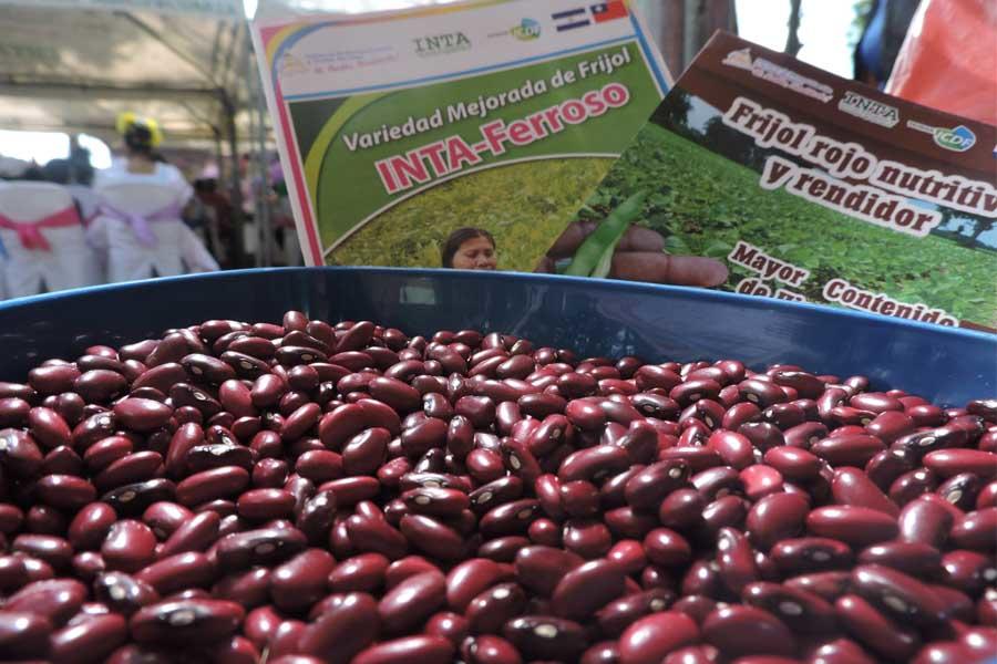 Aumentan exportaciones Frijoles Nicaragüenses 1