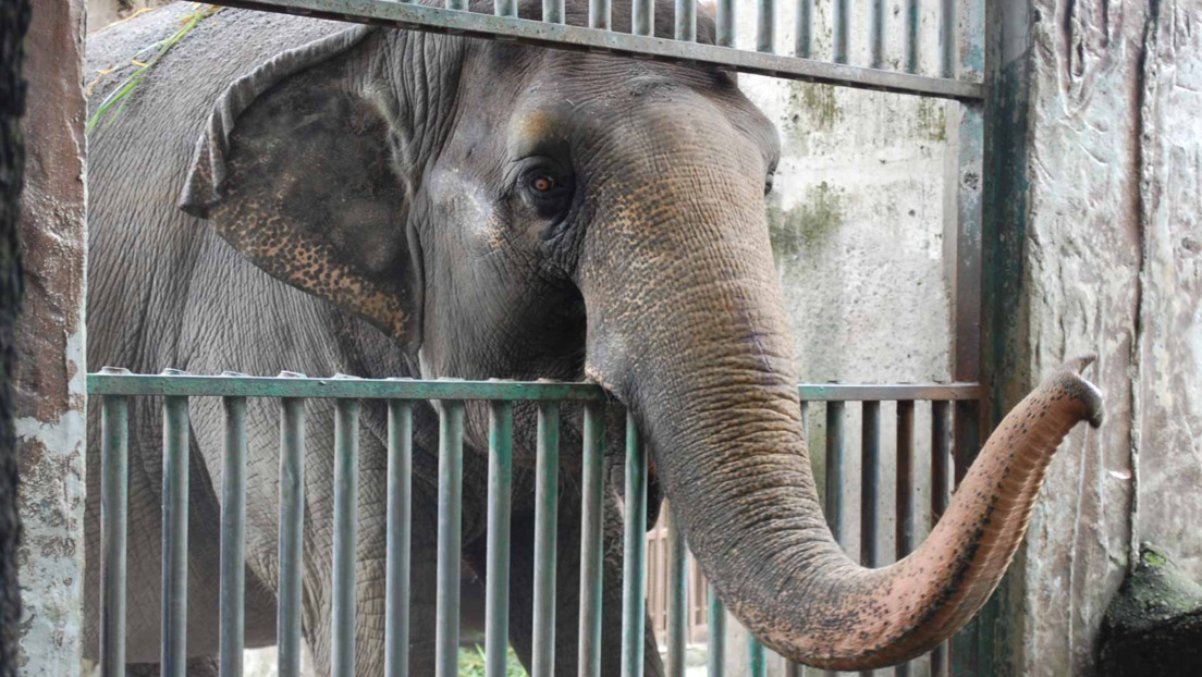 Elefanta Mali Muere en soledad