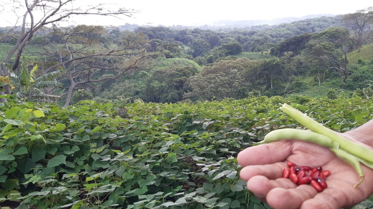 Cosecha de Frijoles en la zona sur de Managua supera expectativas