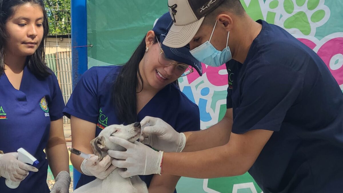 Garantizarán atención veterinaria gratuitas durante todo el año en todos los barrios del país