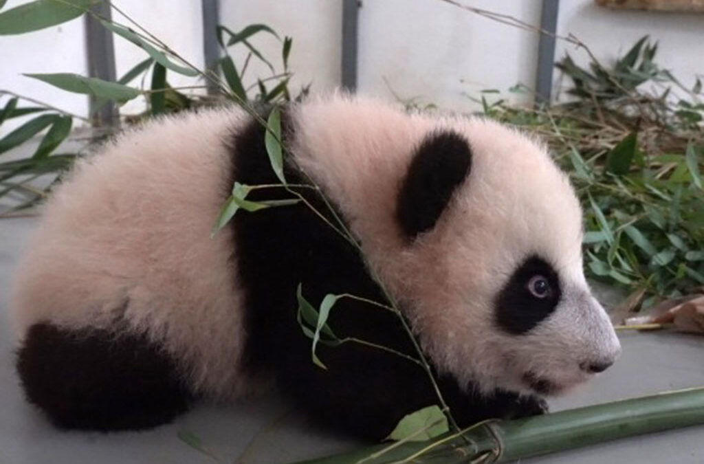 Osa panda nacida en Moscú ya pesa 20 kilogramos