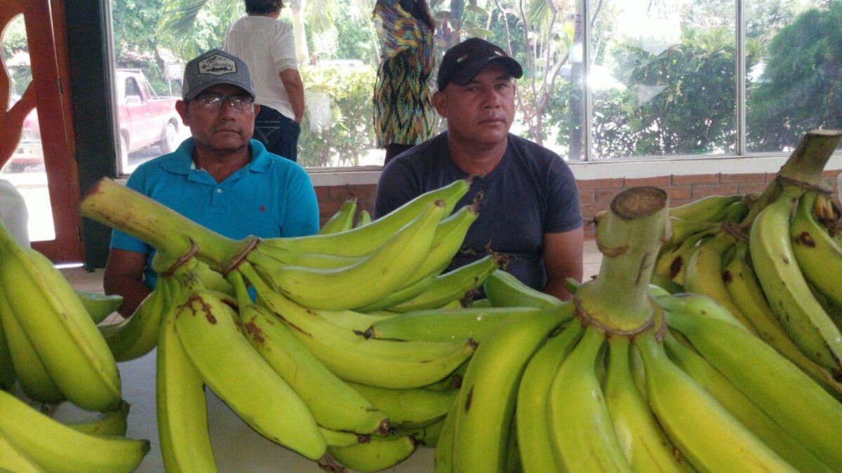 Productores de plátanos participaron en rueda de negocio para mejorar precios de sus cosechas