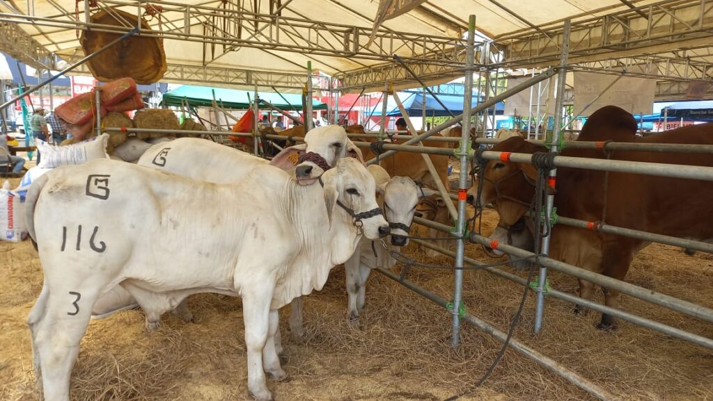 Anuncian Feria Ganadera Chinandega 2024 del 16 al 19 de mayo