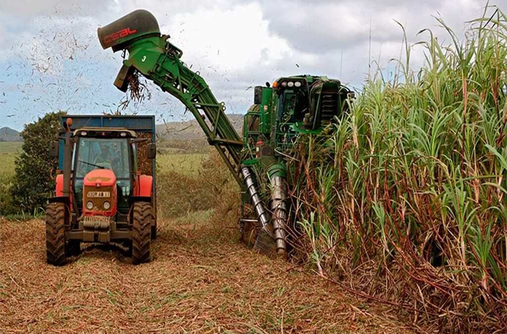 Zafra azucarera 2023-2024 generará unos 270 millones en divisas para el país