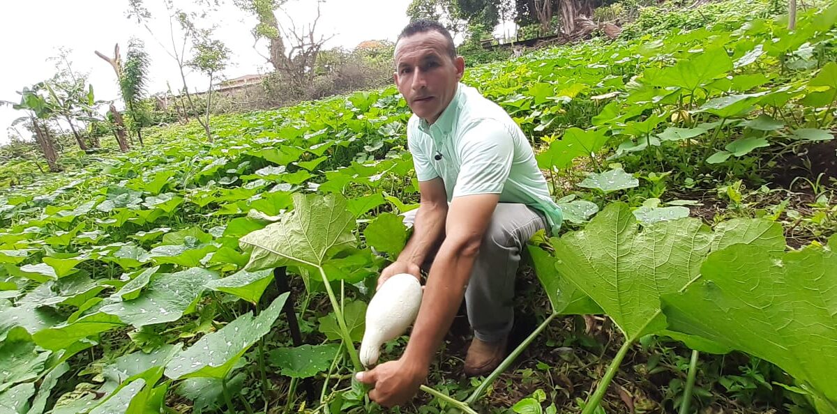 Prevén aumento de la cosecha de Pipianes en Managua