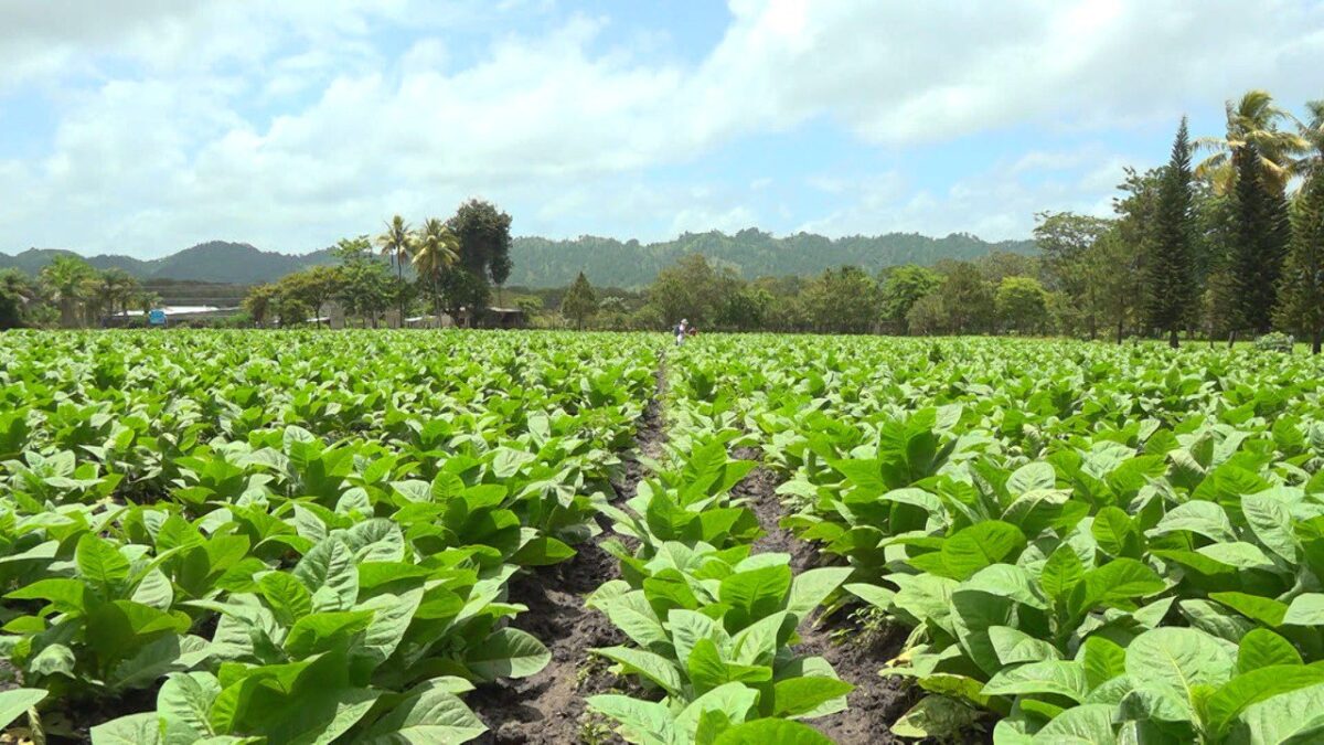 Sector agrícola con grandes expectativas por  ruta marítima China-Nicaragua