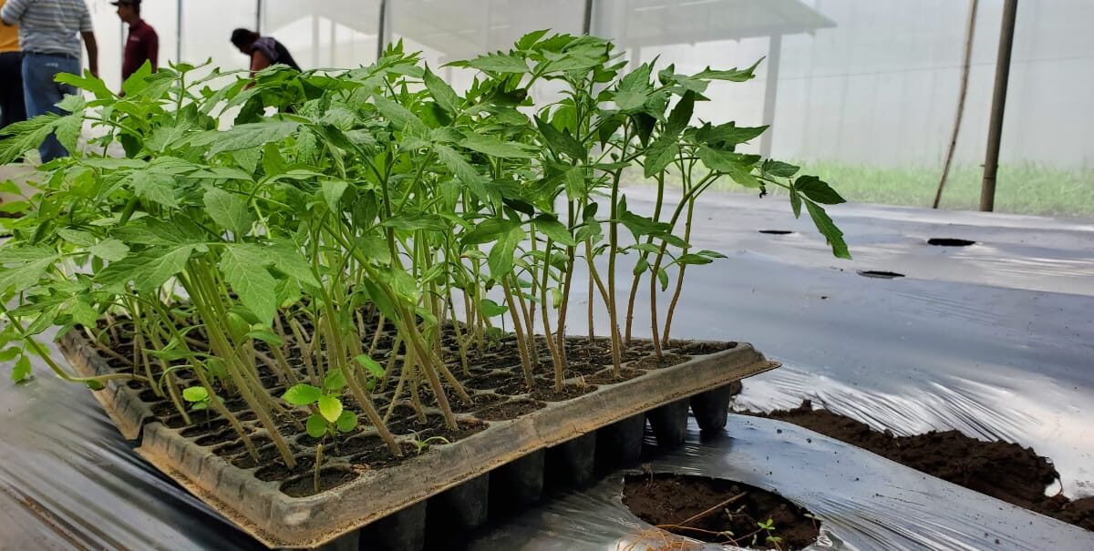 Productores mejorarán técnica para cosechar variedad de tomate