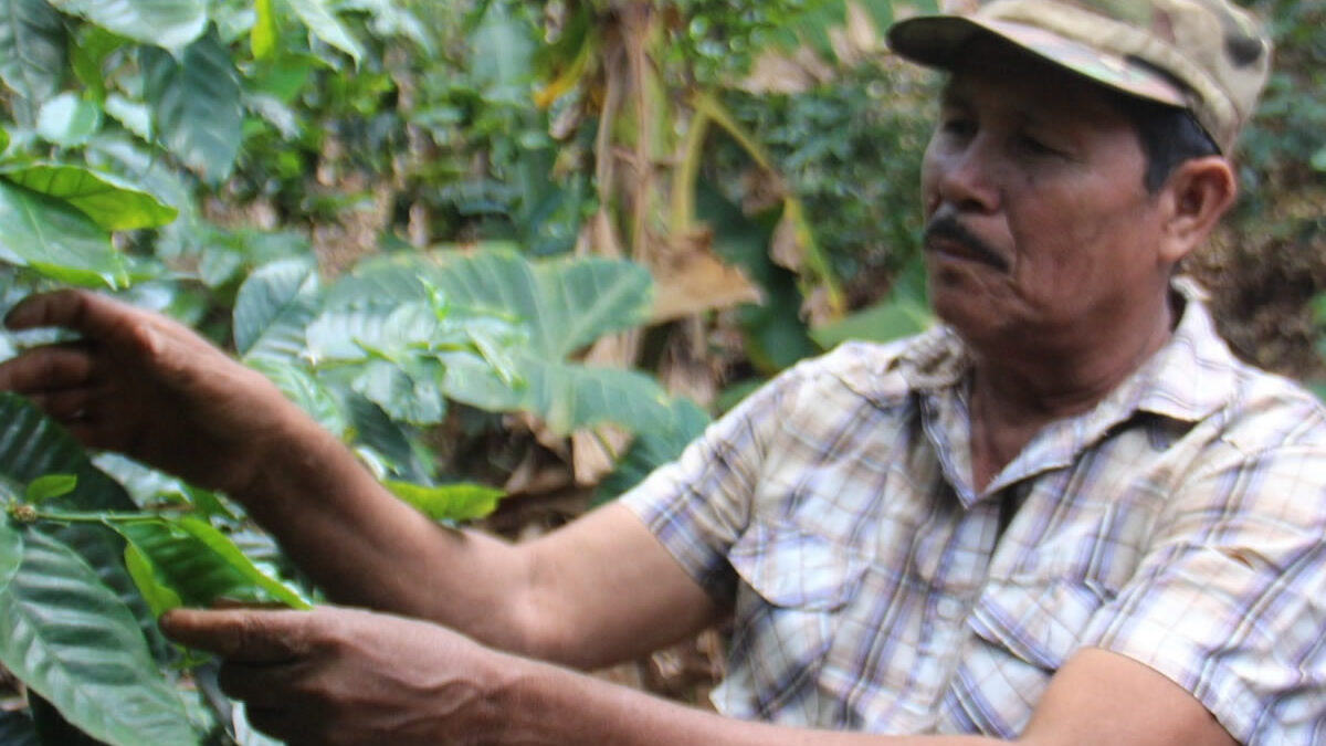 Nicaragua albergará primer taller regional de la Convención Internacional de Protección Fitosanitaria