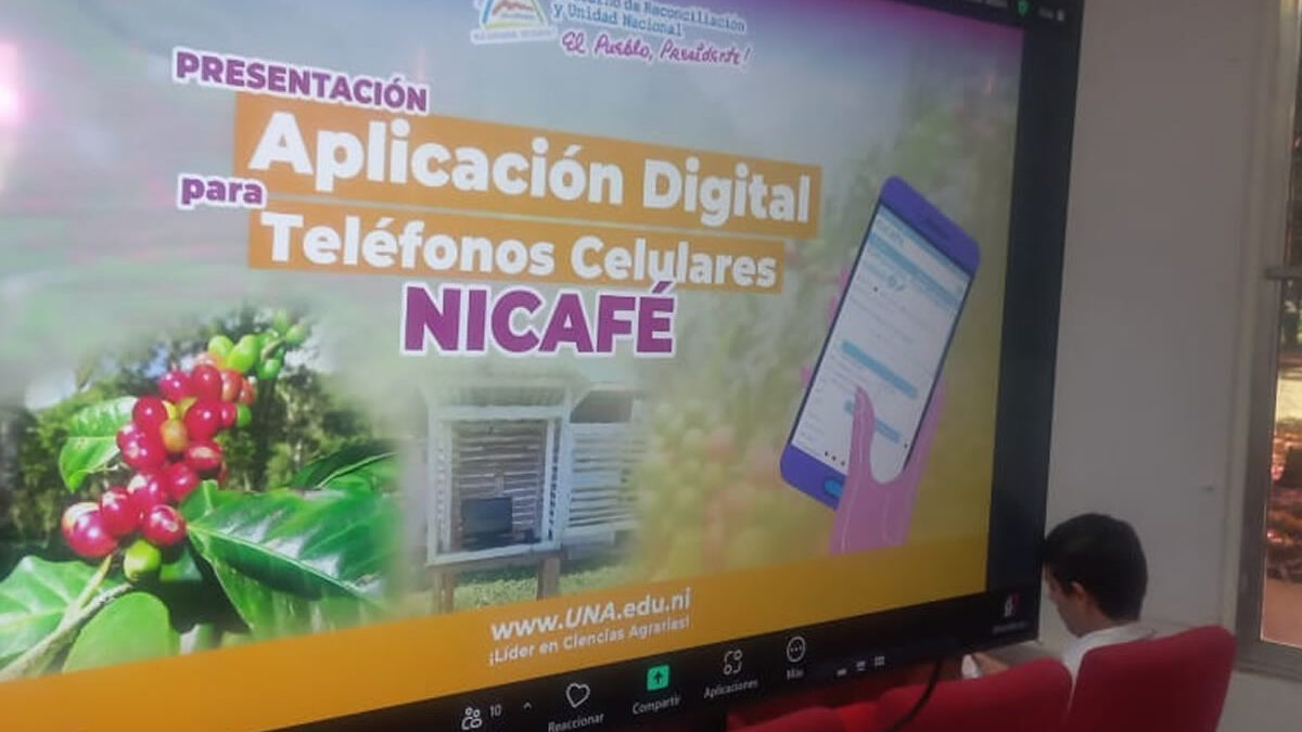 Caficultores conocerán pronósticos del tiempo con aplicación Nicafé