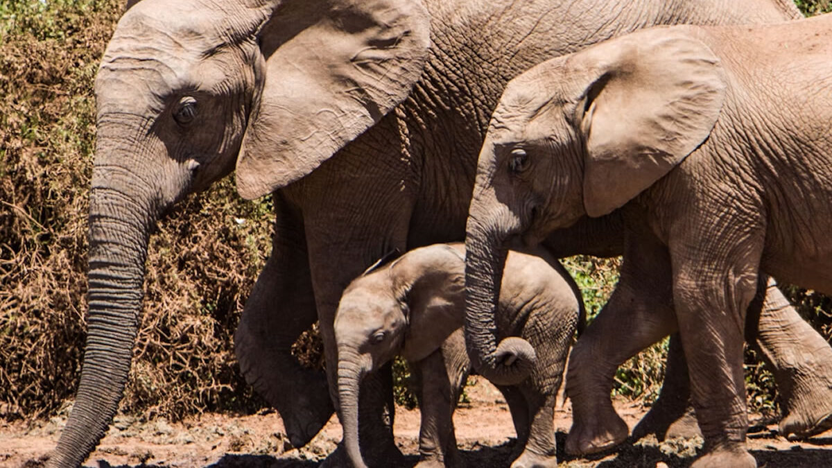 Debate regional en África refuerza la protección de la vida silvestre