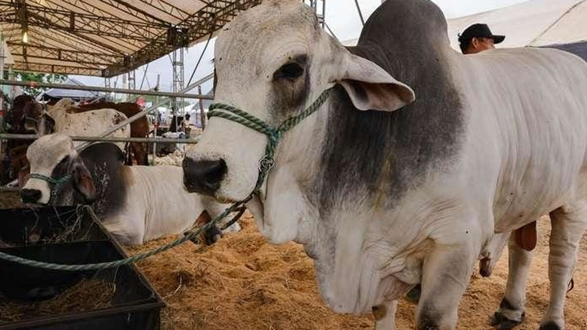 Feria Ganadera demostró calidad del sector agropecuario de Nicaragua