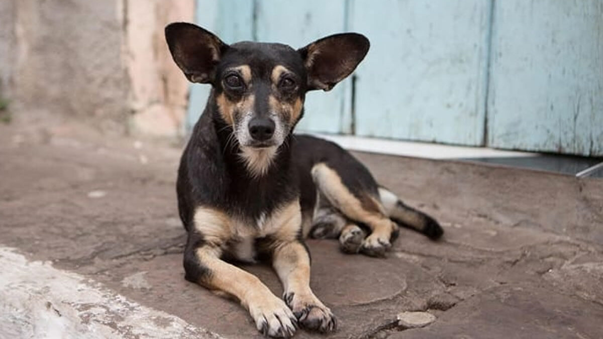 En Nicaragua hay más conciencia de protección animal