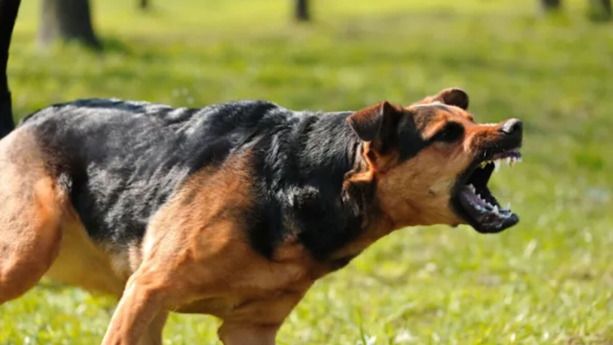 Perro heroico frustra Intento de robo en Medellín