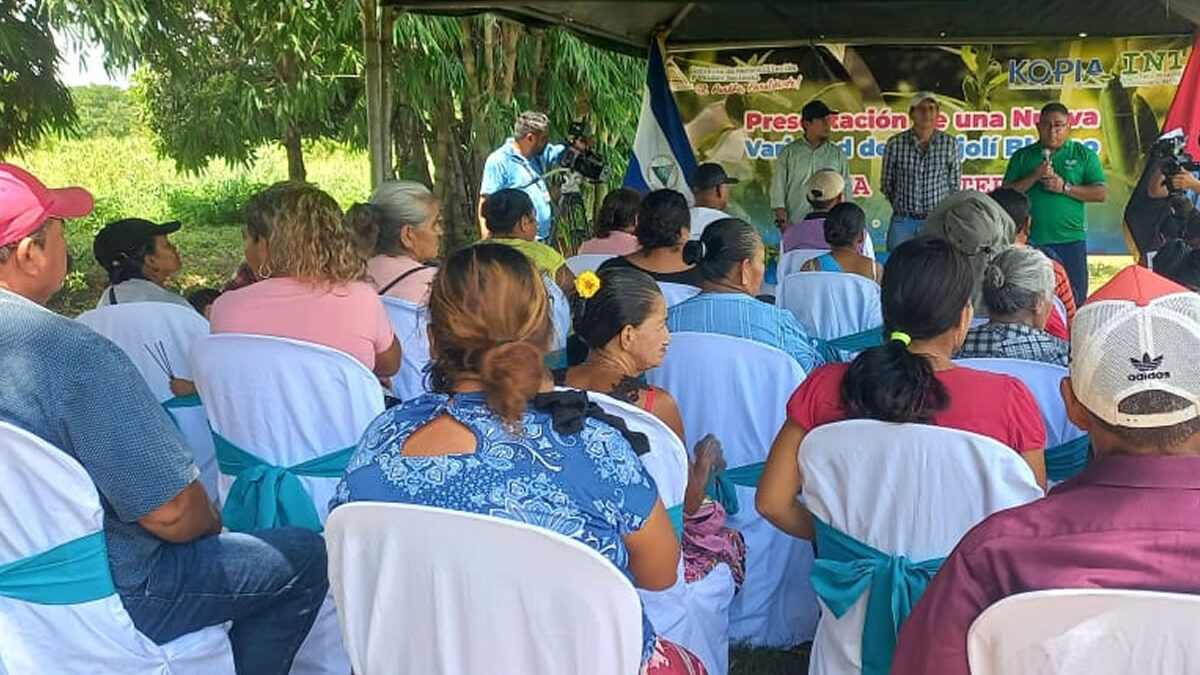 Buenas prácticas en el manejo de plagas y enfermedades del ajonjolí