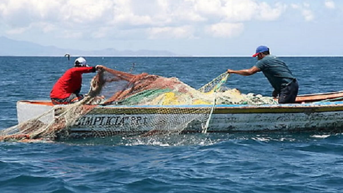 Alta demanda y buen precio de langosta incentiva a pescadores costeños