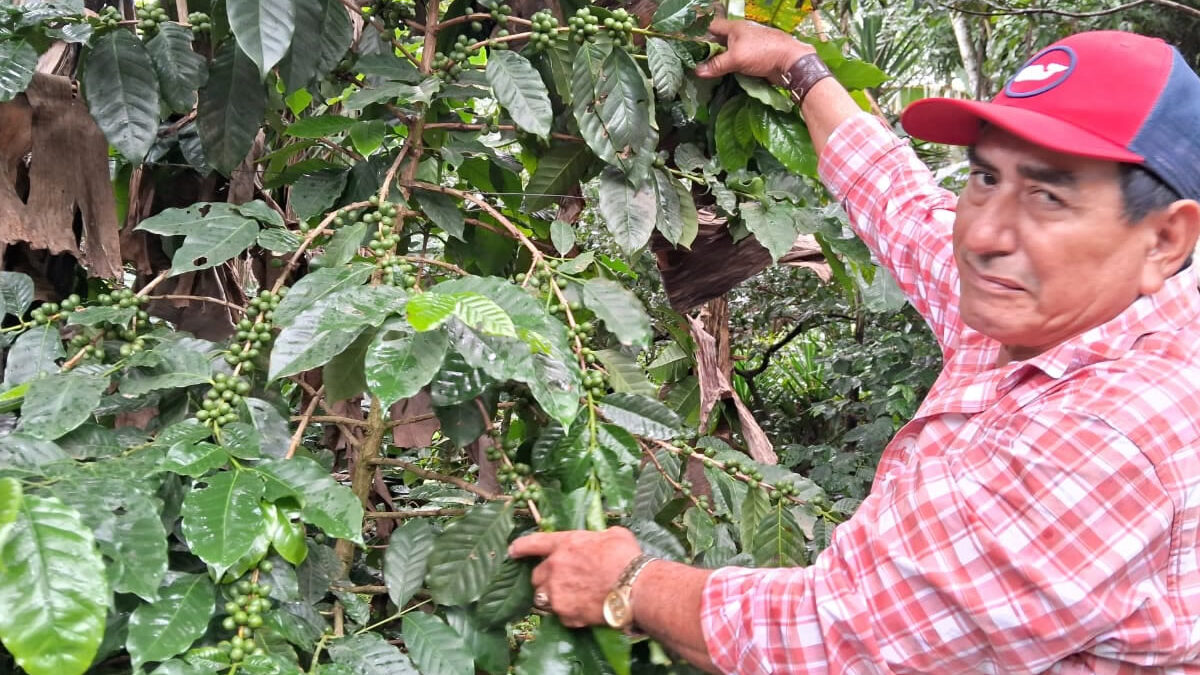 Caficultor con grandes expectativas de buena producción, precio y venta del «grano de oro»