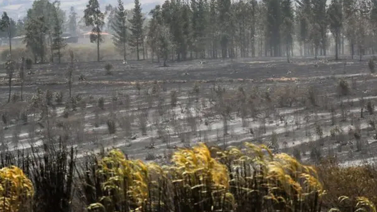 Ecuador suspenderá energía eléctrica en 12 provincias por sequía extrema