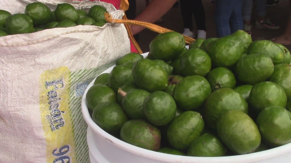 II Feria Municipal de Mesas de Alcayán celebra la rica producción del Jocote Corona