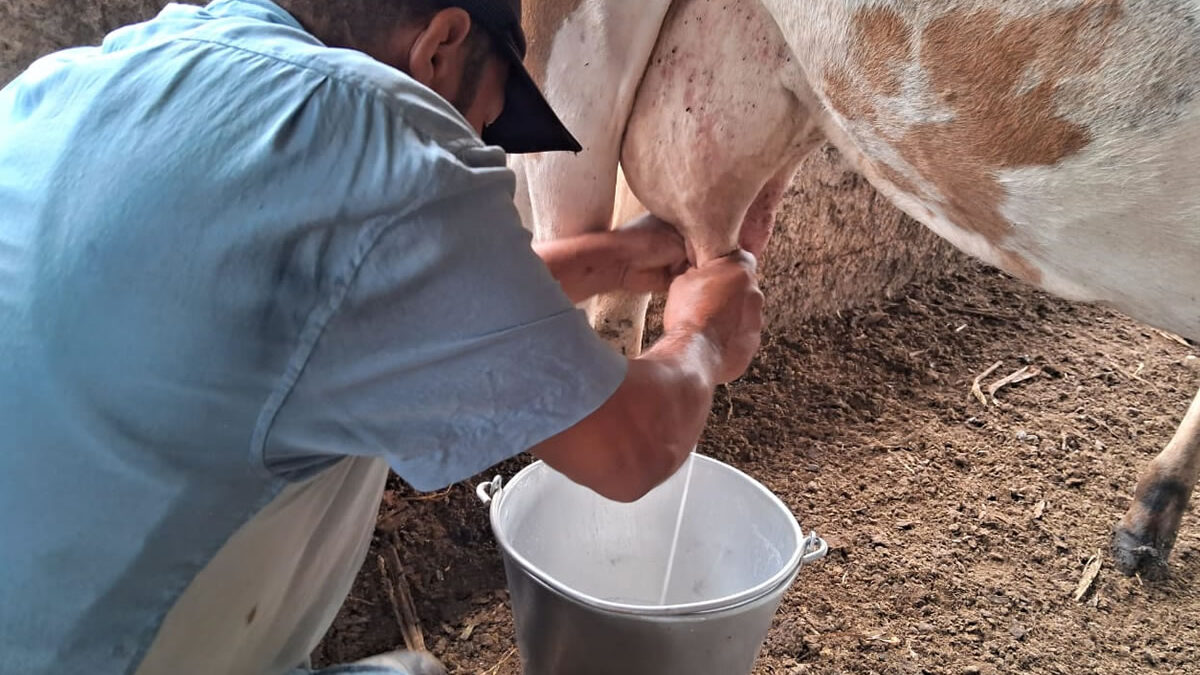 Ganadería garantiza seguridad alimentaria y generación de empleos en Matagalpa